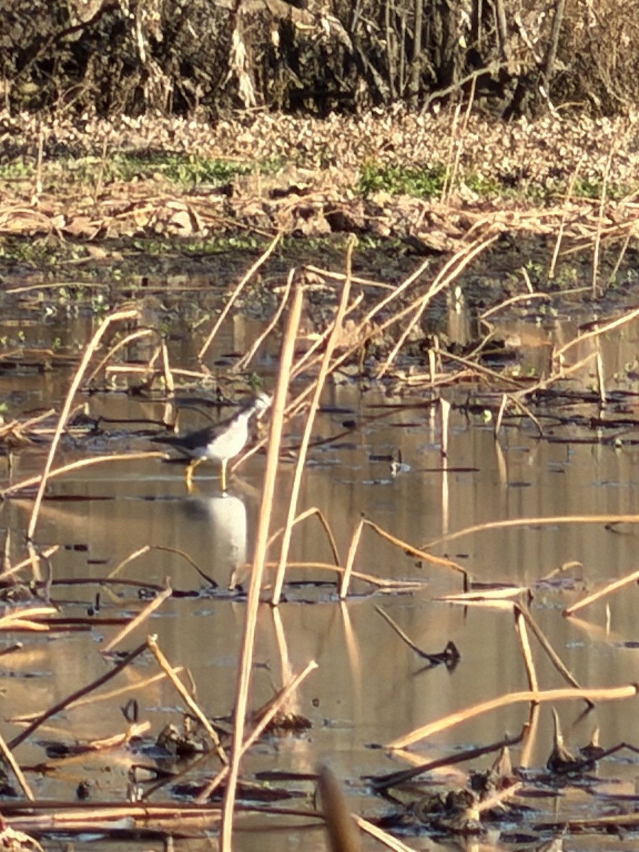 Greater Yellowlegs - ML647892003