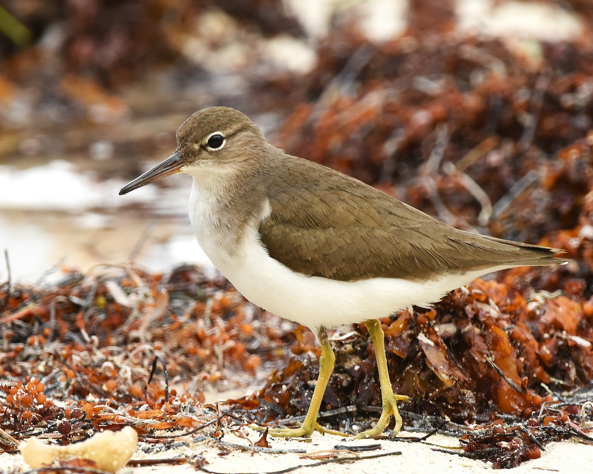 Spotted Sandpiper - ML647892024