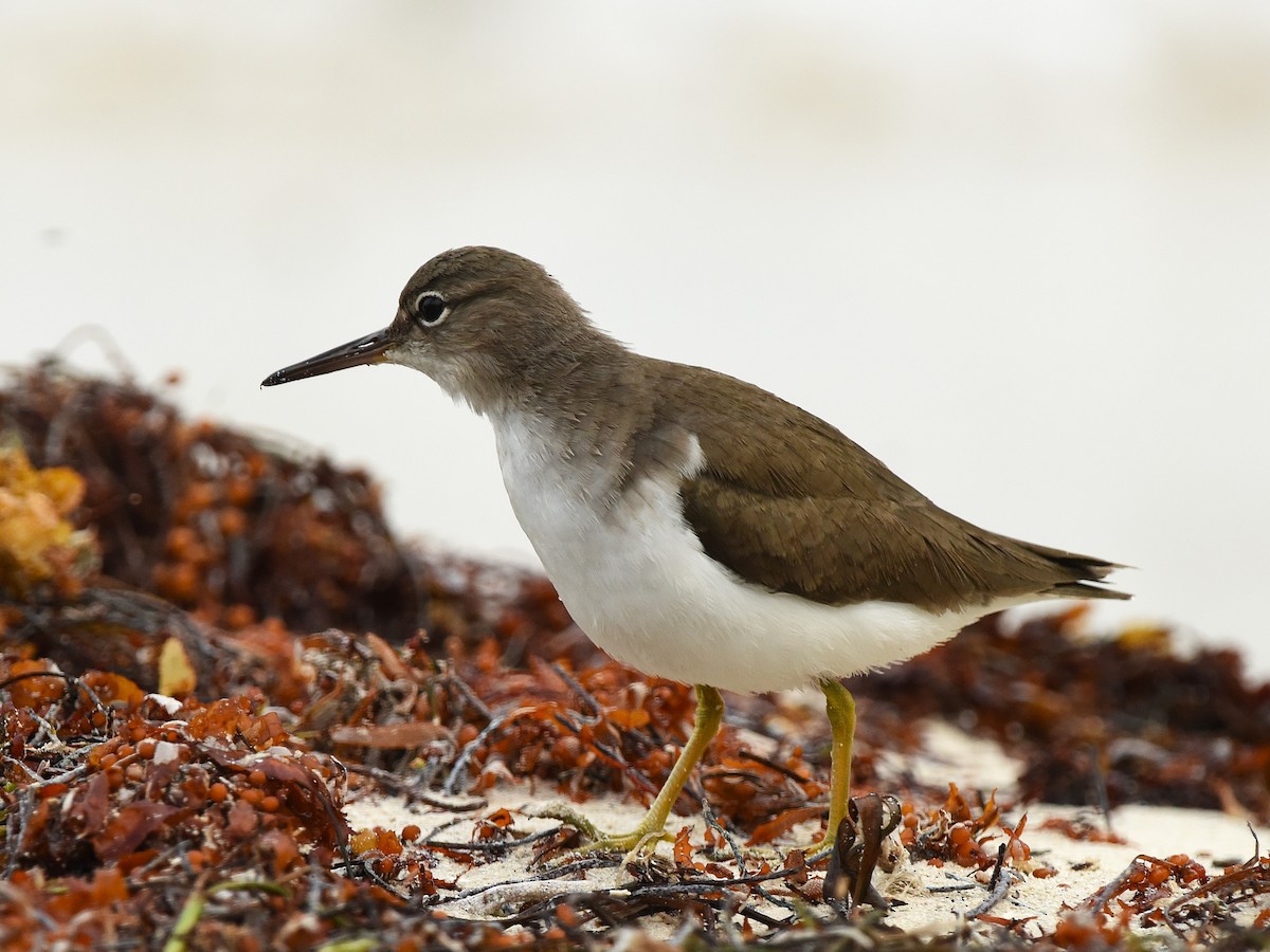 Spotted Sandpiper - ML647892025