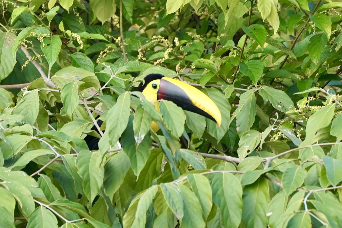 Тукан жовтошиїй - ML647892047