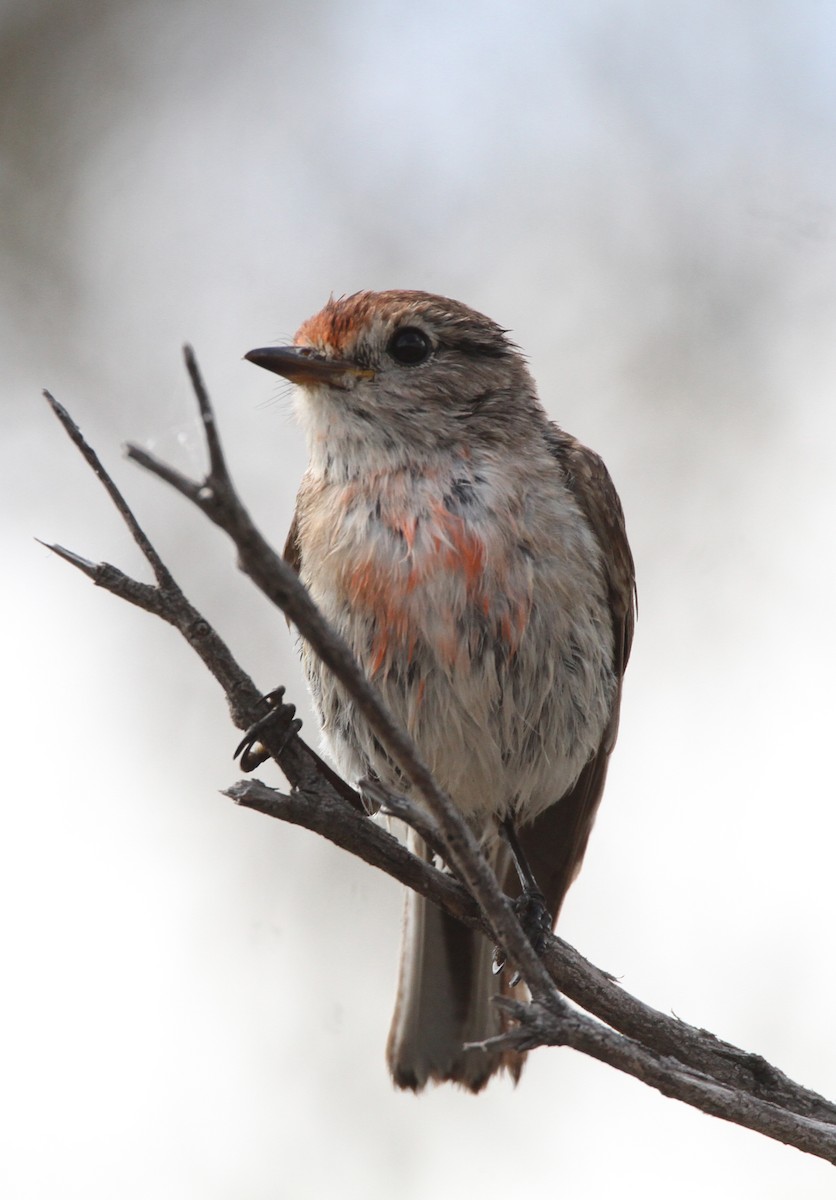 Тоутоваї червонолобий - ML647892048