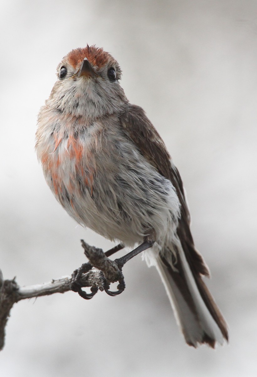 Тоутоваї червонолобий - ML647892049