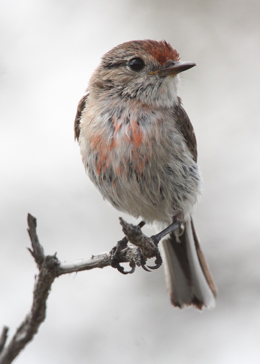 Тоутоваї червонолобий - ML647892051