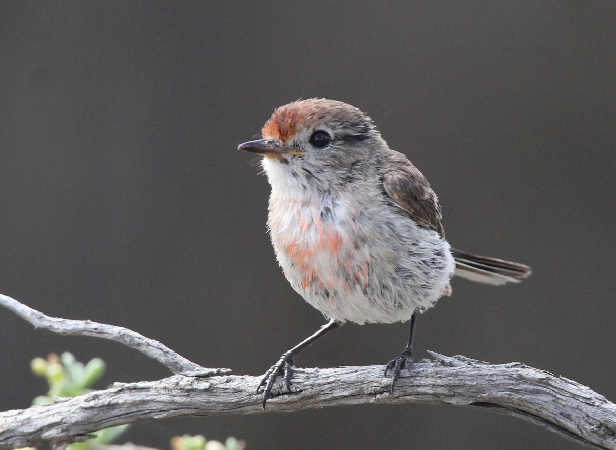 Тоутоваї червонолобий - ML647892053