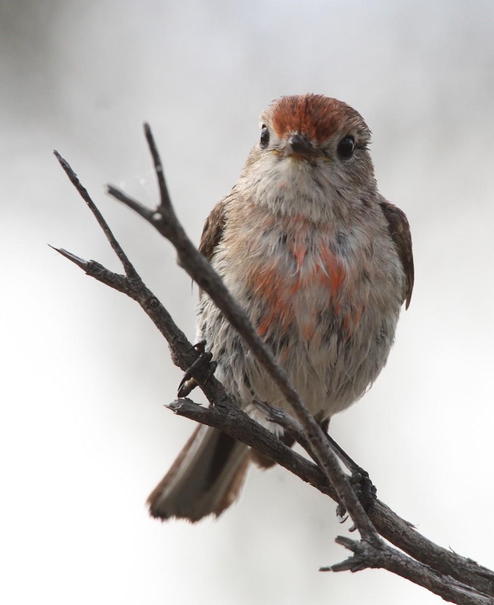 Тоутоваї червонолобий - ML647892054