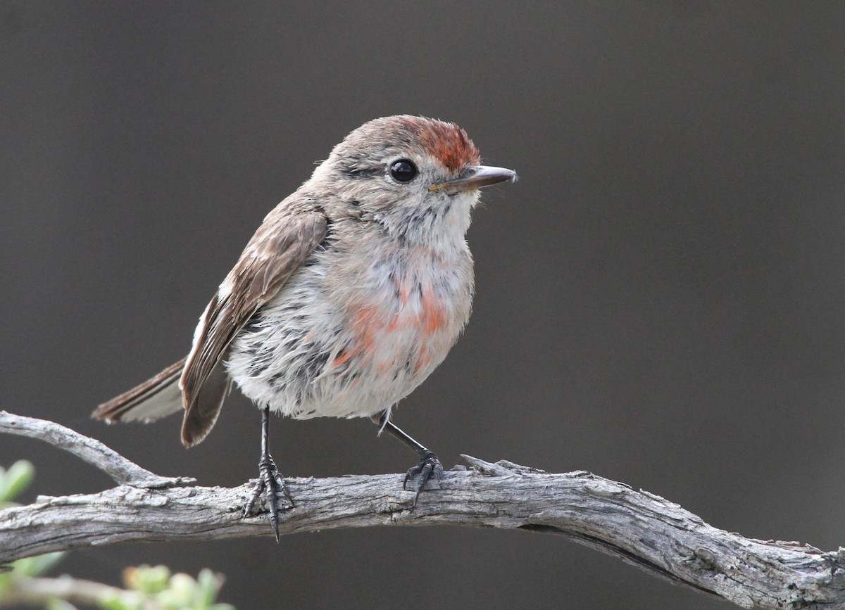 Тоутоваї червонолобий - ML647892055