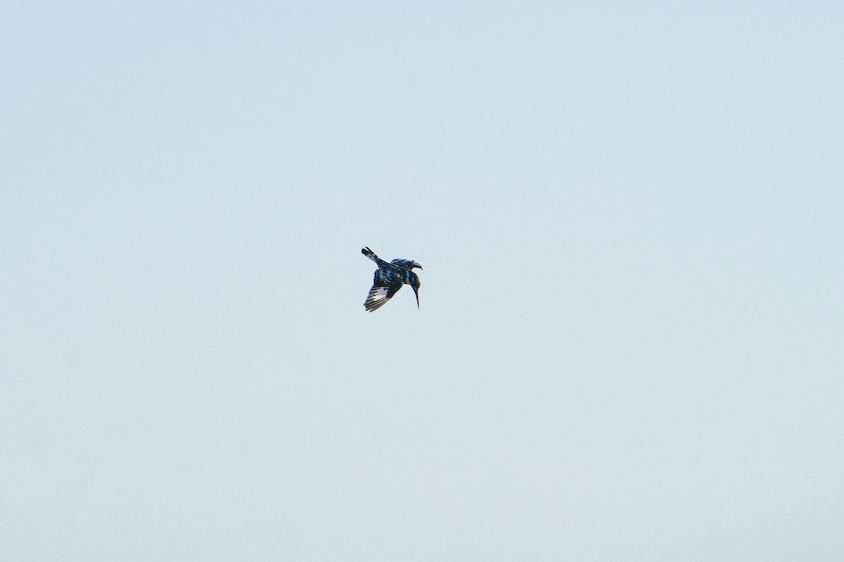 Рибалочка строкатий - ML647892056