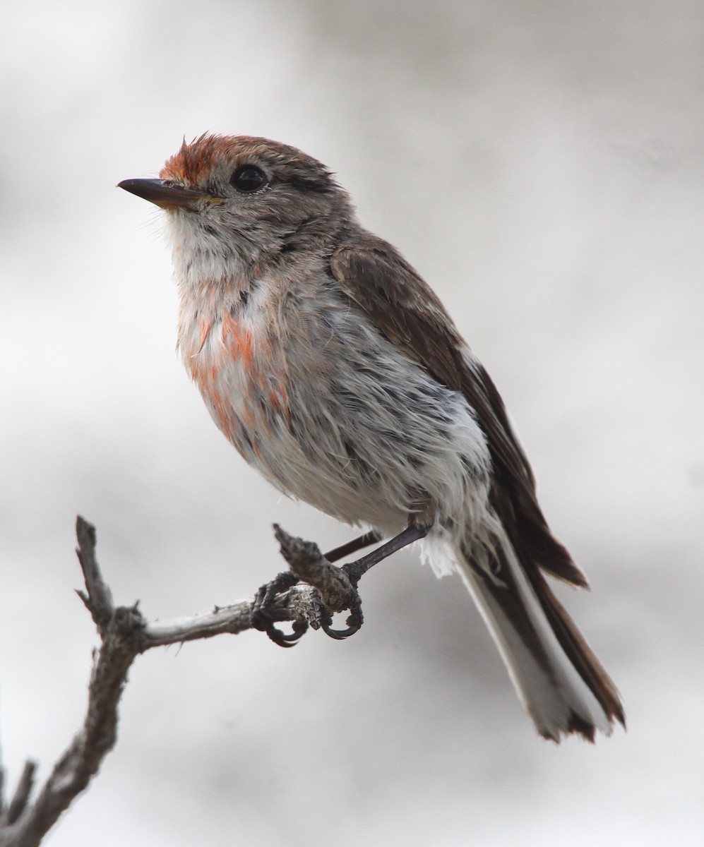 Тоутоваї червонолобий - ML647892057