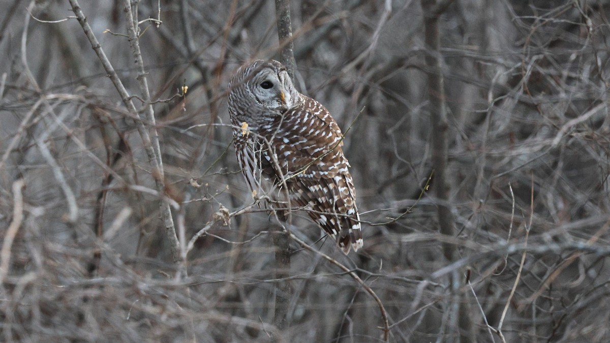 Сова неоарктична - ML647892061