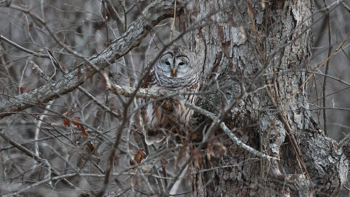 Сова неоарктична - ML647892063