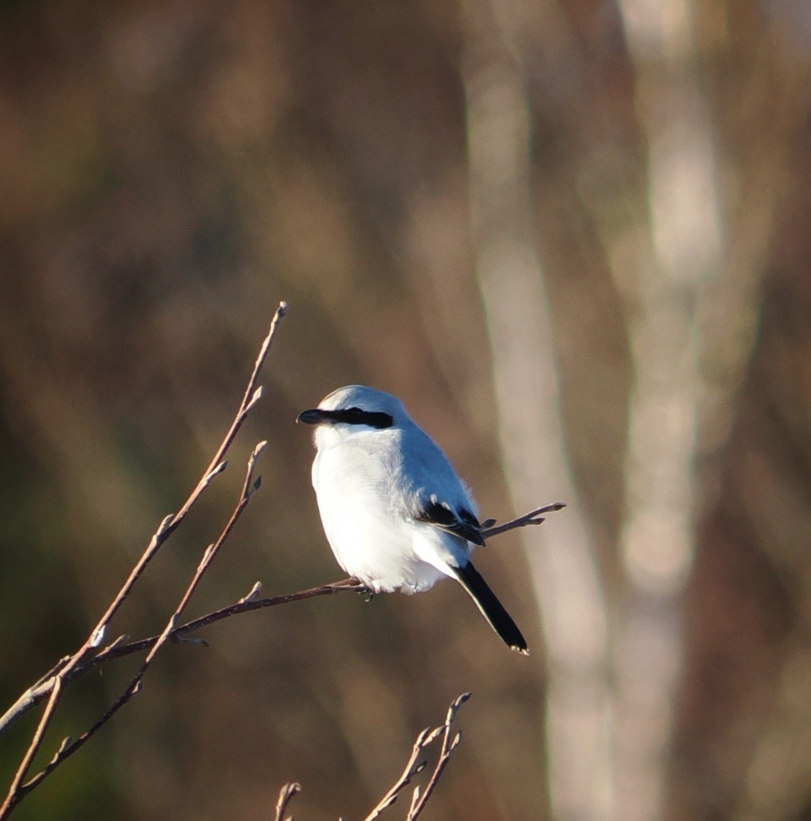 Сорокопуд сірий - ML647892064