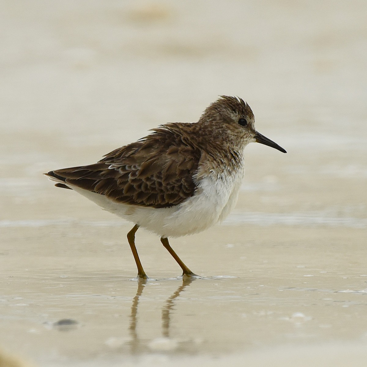 Побережник-крихітка - ML647892066