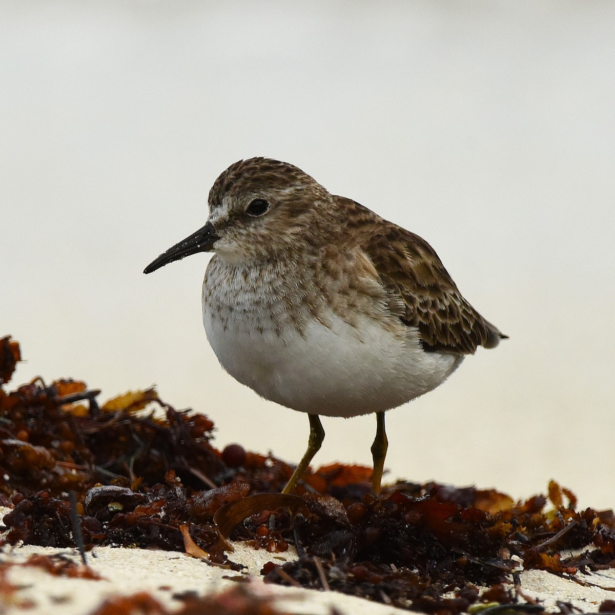 Побережник-крихітка - ML647892067