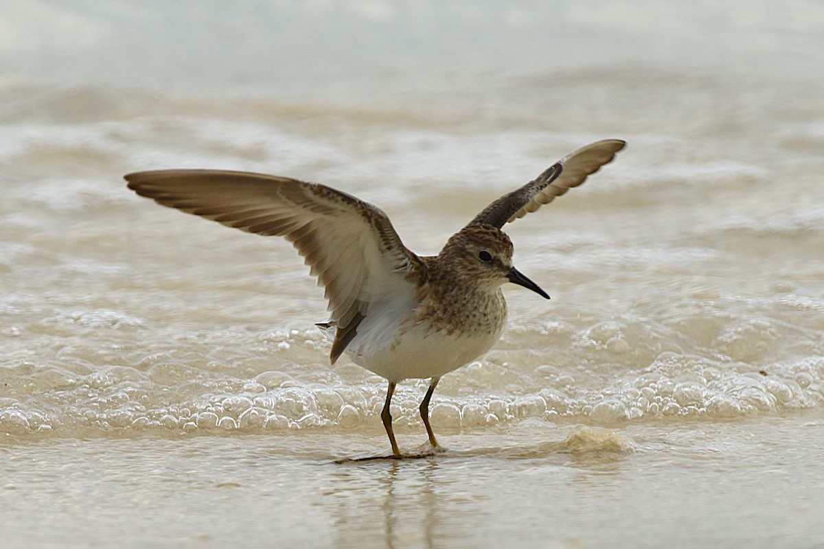 Побережник-крихітка - ML647892068
