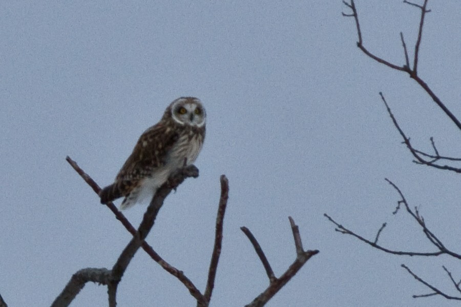 Сова болотяна - ML647892070