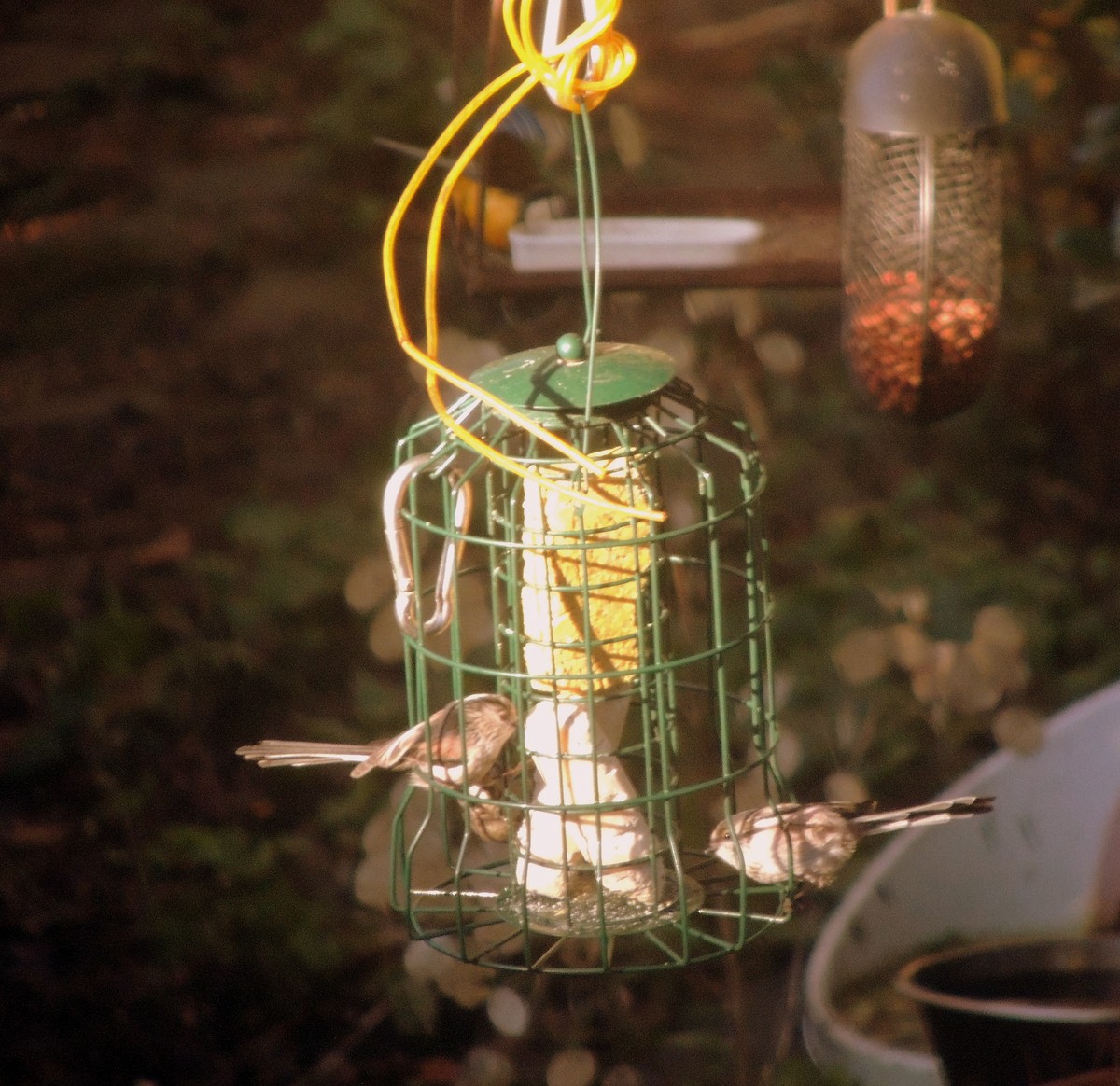 Синиця довгохвоста - ML647892071