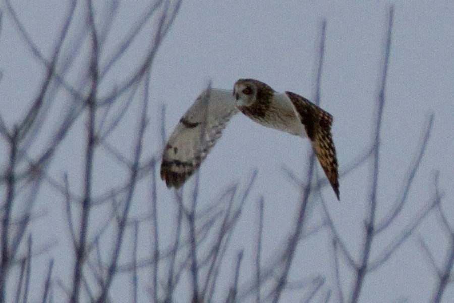 Сова болотяна - ML647892072