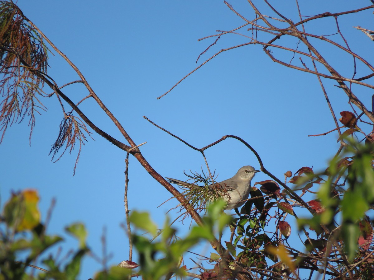 Пересмішник багатоголосий - ML647892073