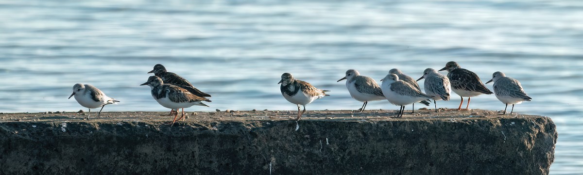 Крем'яшник звичайний - ML647892074