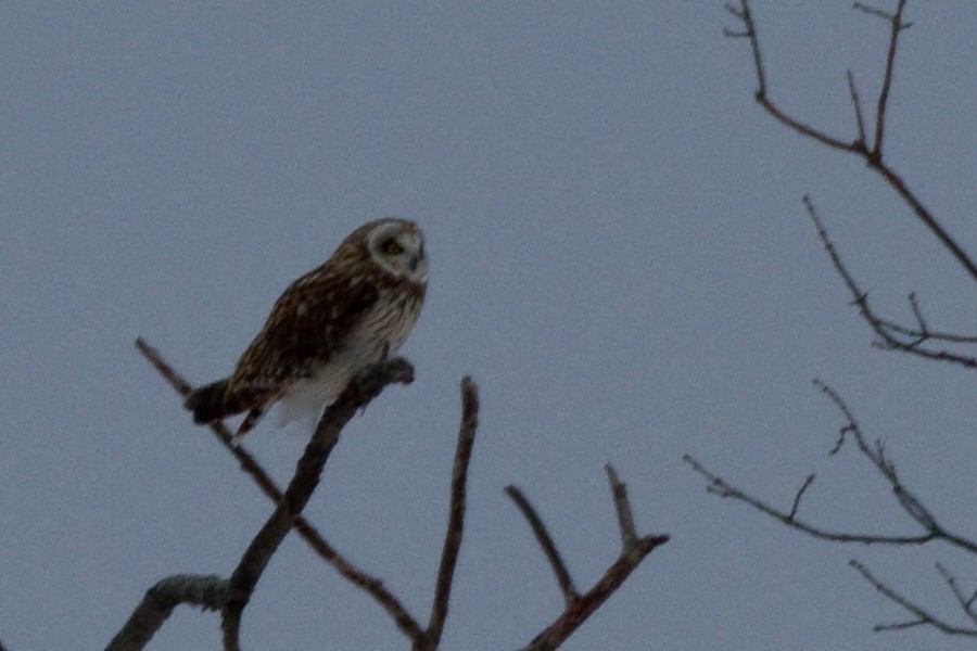 Сова болотяна - ML647892076