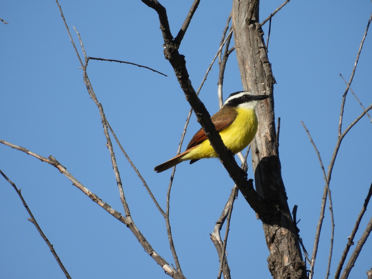 Пітанга велика - ML647892078