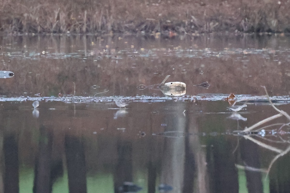 Коловодник жовтоногий - ML647892079