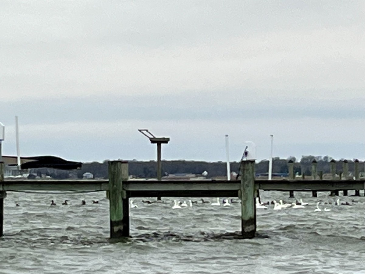 Лебідь чорнодзьобий - ML647892080