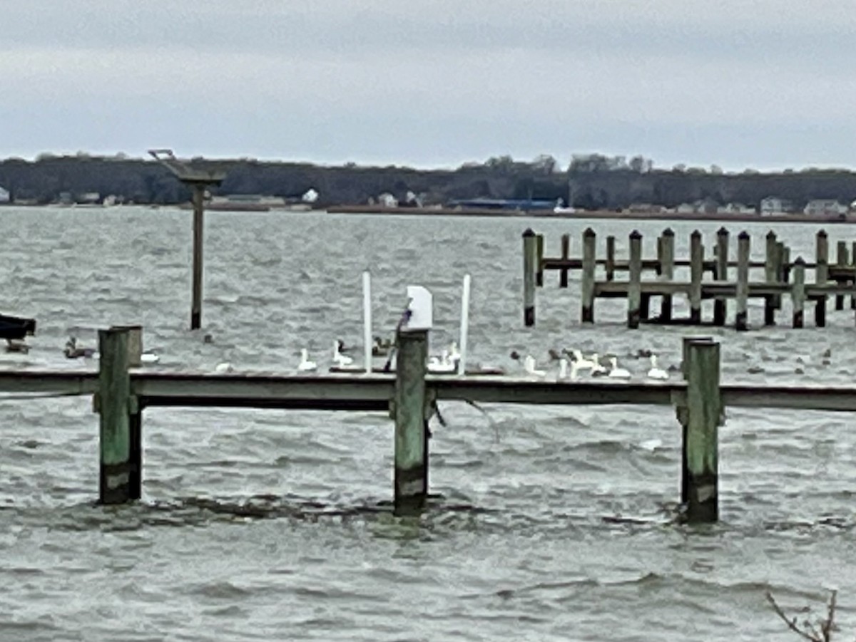 Лебідь чорнодзьобий - ML647892081