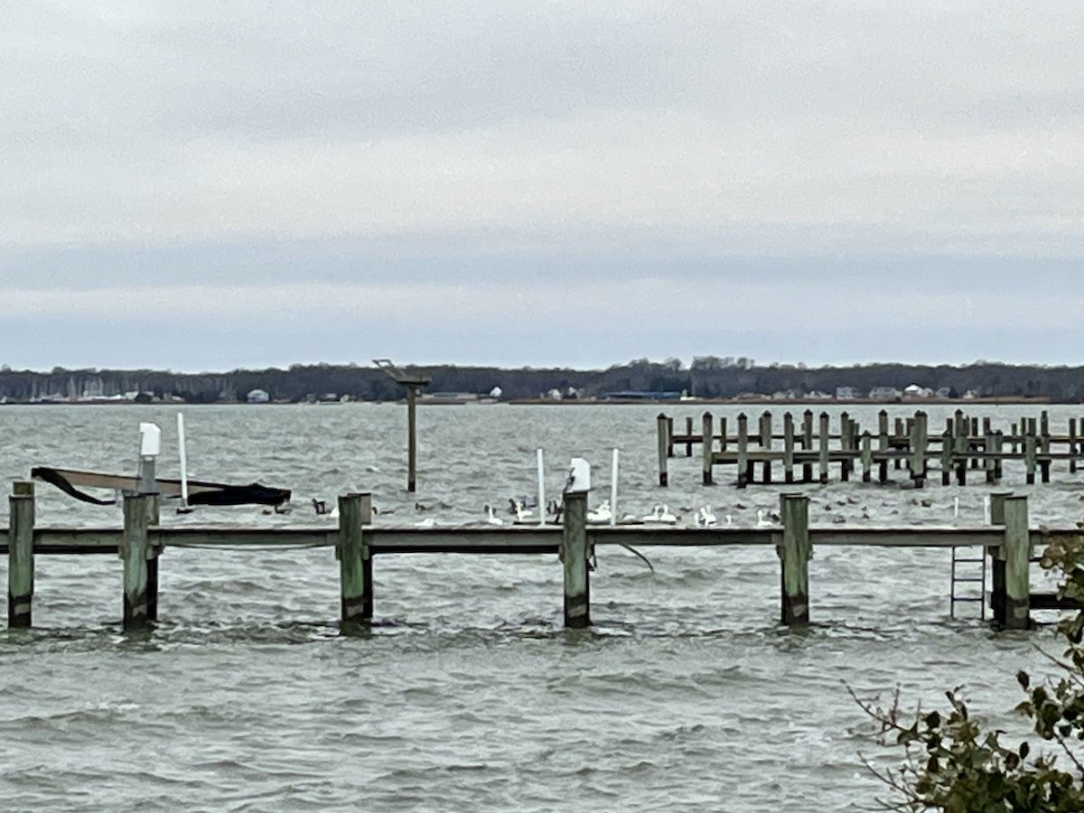 Лебідь чорнодзьобий - ML647892082