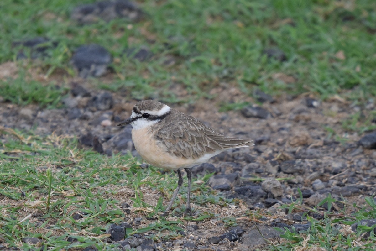 Пісочник-пастух - ML647892085