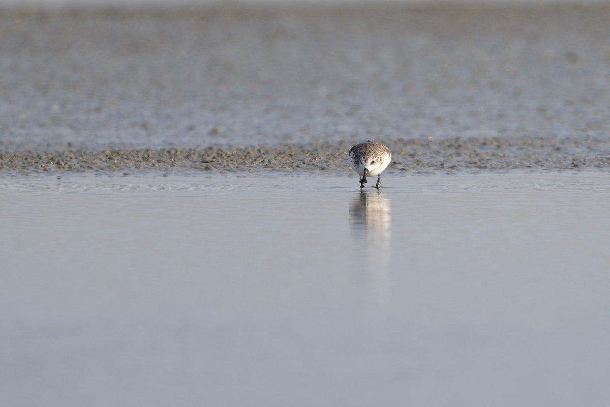 Лопатень - ML647892123