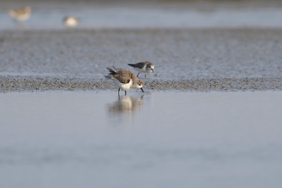 Лопатень - ML647892124