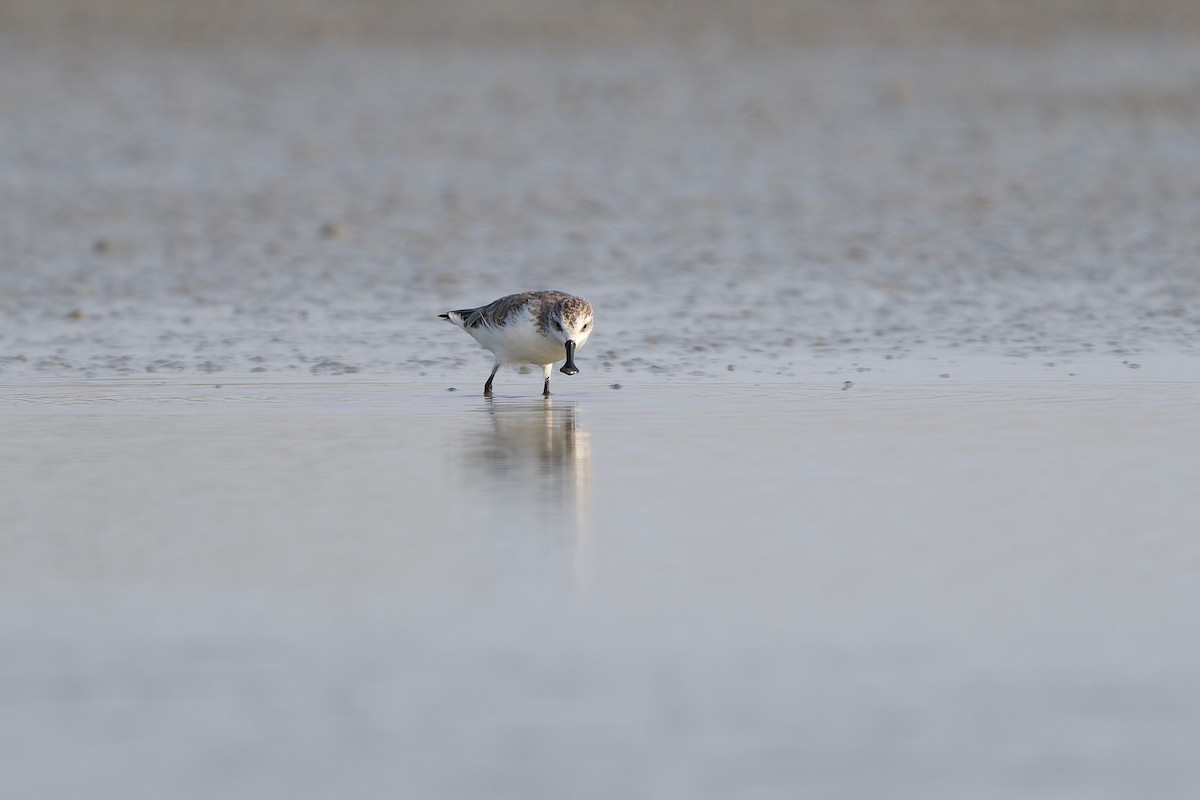 Лопатень - ML647892125