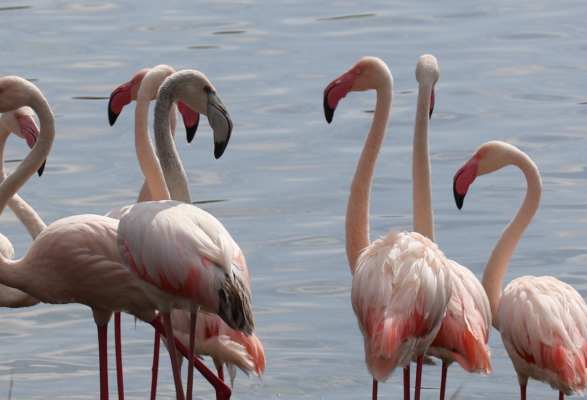 Фламінго рожевокрилий - ML647892137