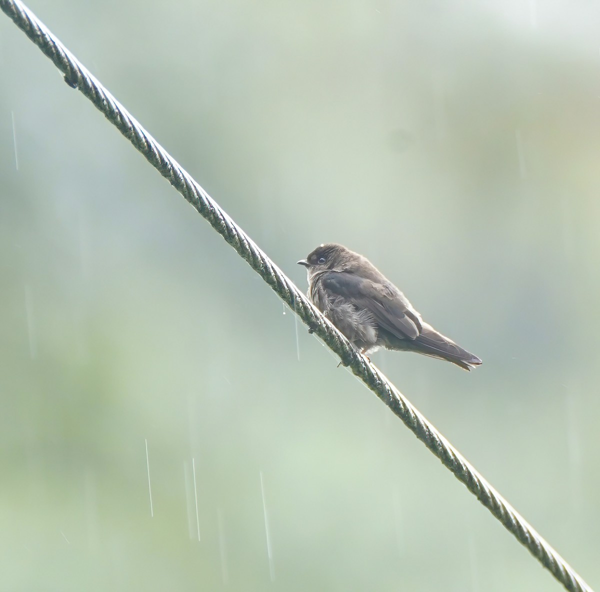 Ластівка карликова - ML647892138