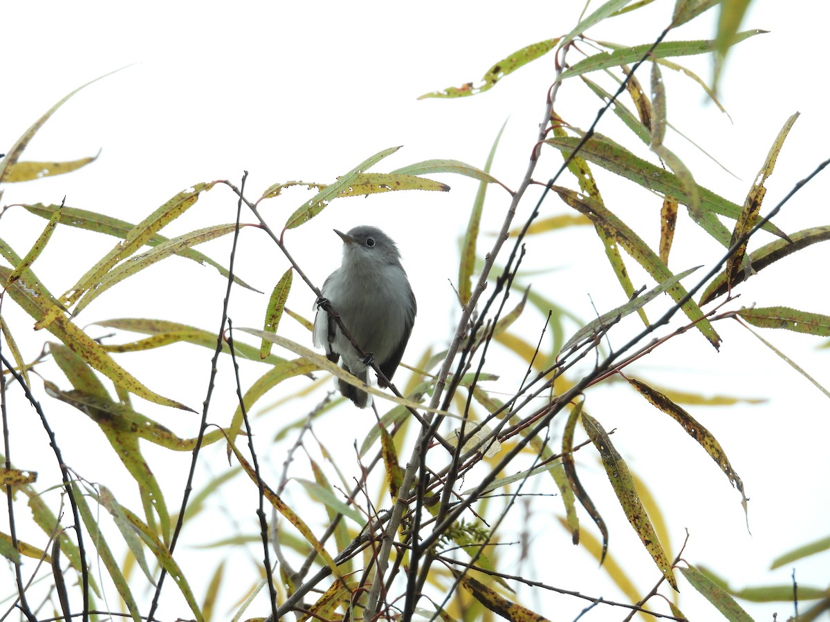 Комароловка сиза - ML647892140