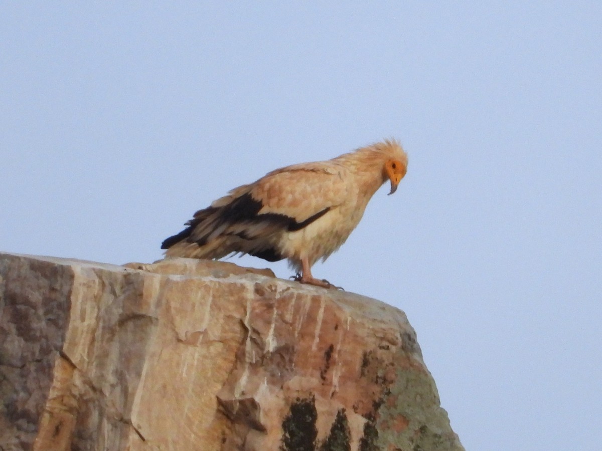 Стерв'ятник білий - ML647892141