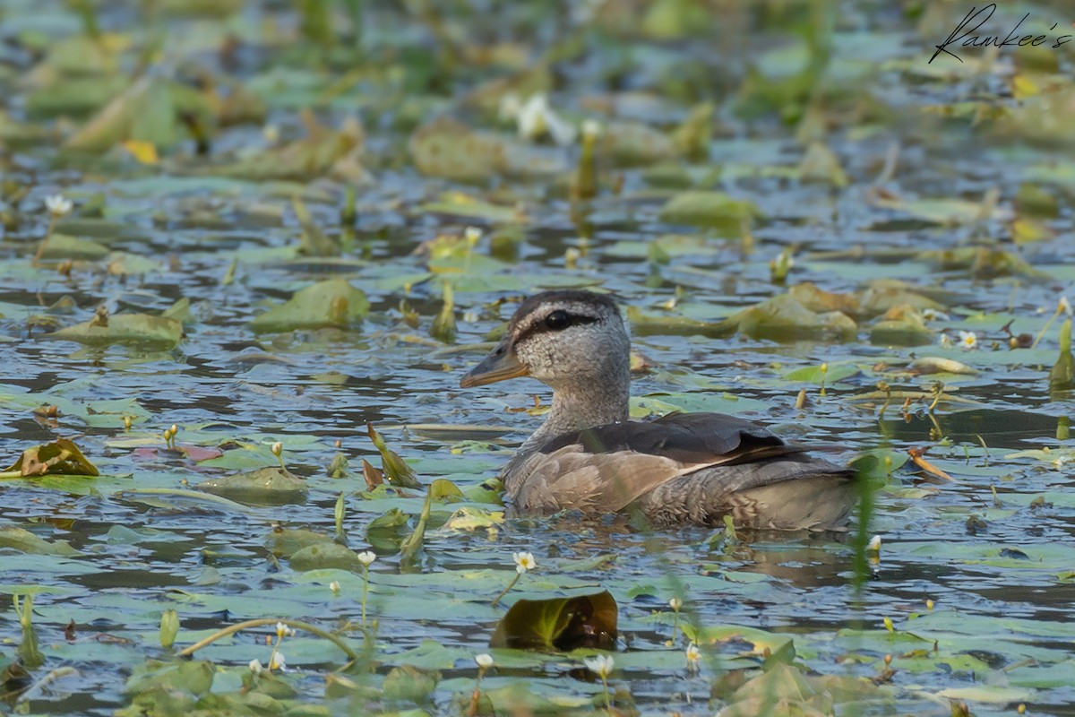 Чирянка-крихітка індійська - ML647892142