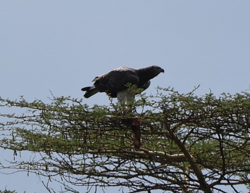 Орел-боєць - ML647892145