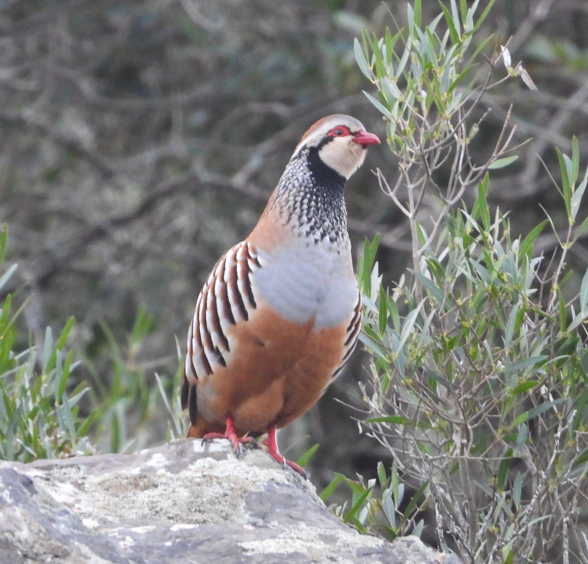 Кеклик червононогий - ML647892147