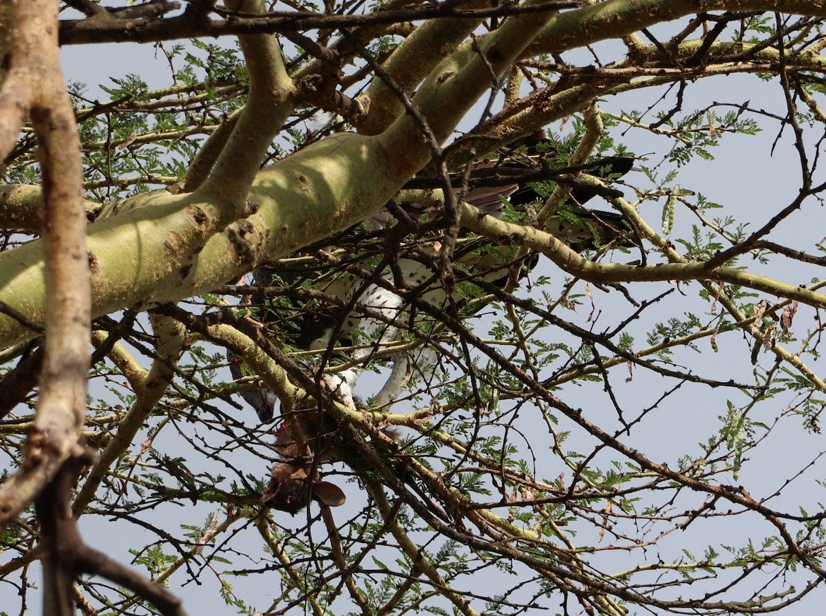 Орел-боєць - ML647892148