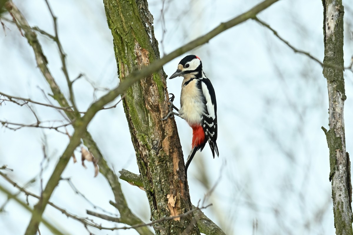 Дятел звичайний - ML647892150