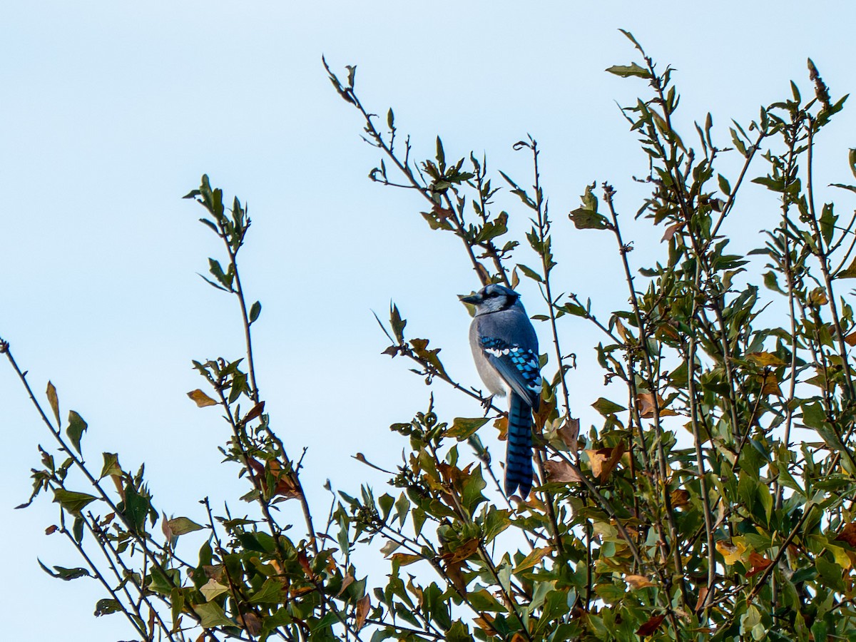 Сизойка блакитна - ML647892151