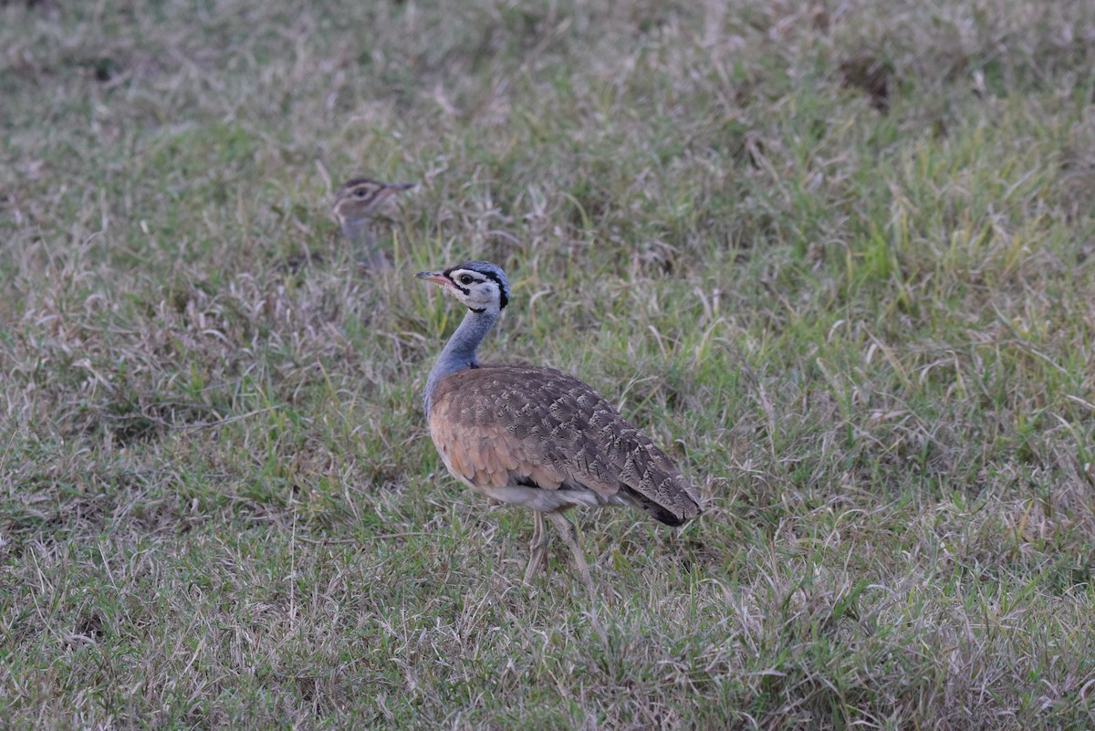 Корхаан білочеревий - ML647892152