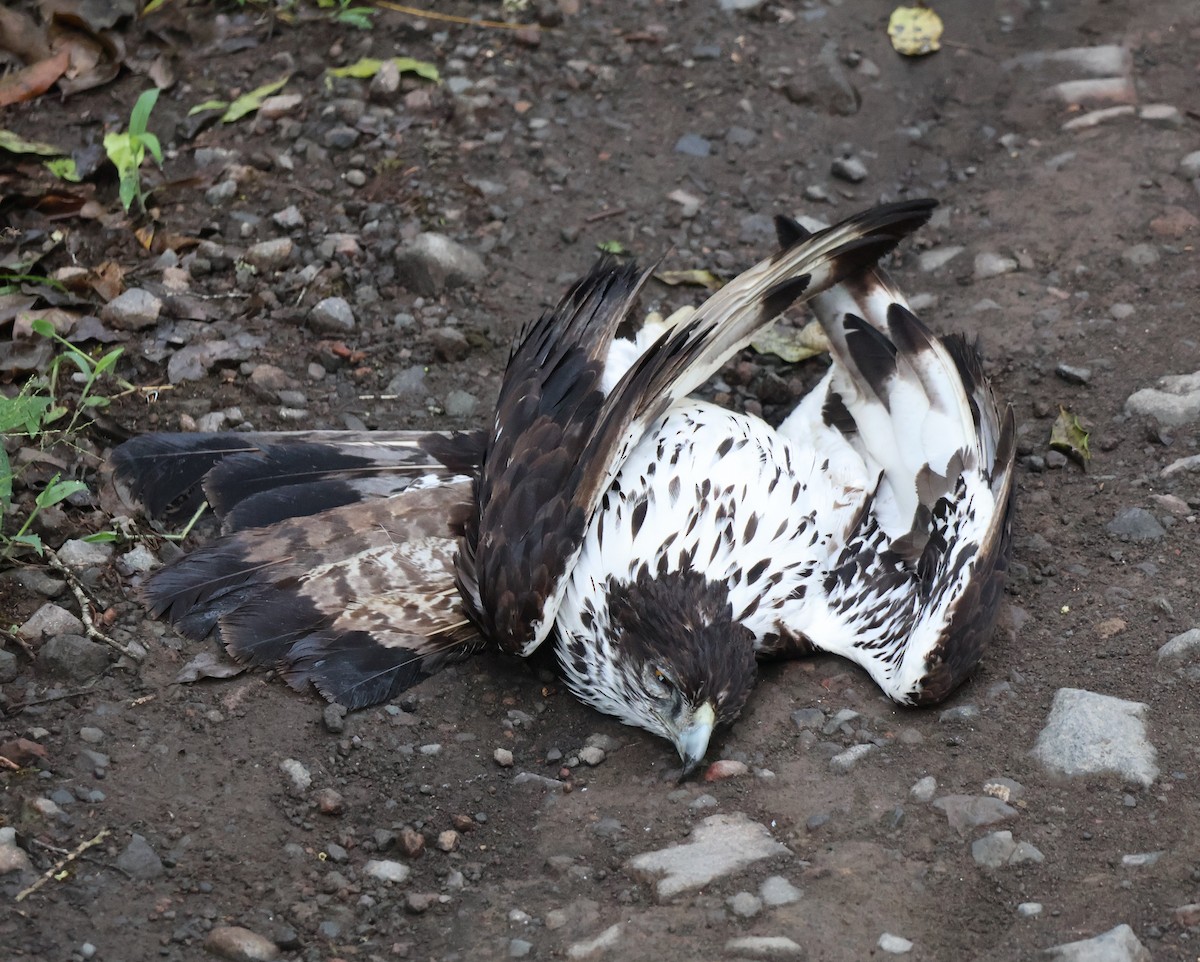 Орел африканський - ML647892153