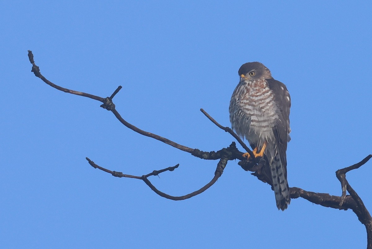 Яструб кенійський - ML647892154