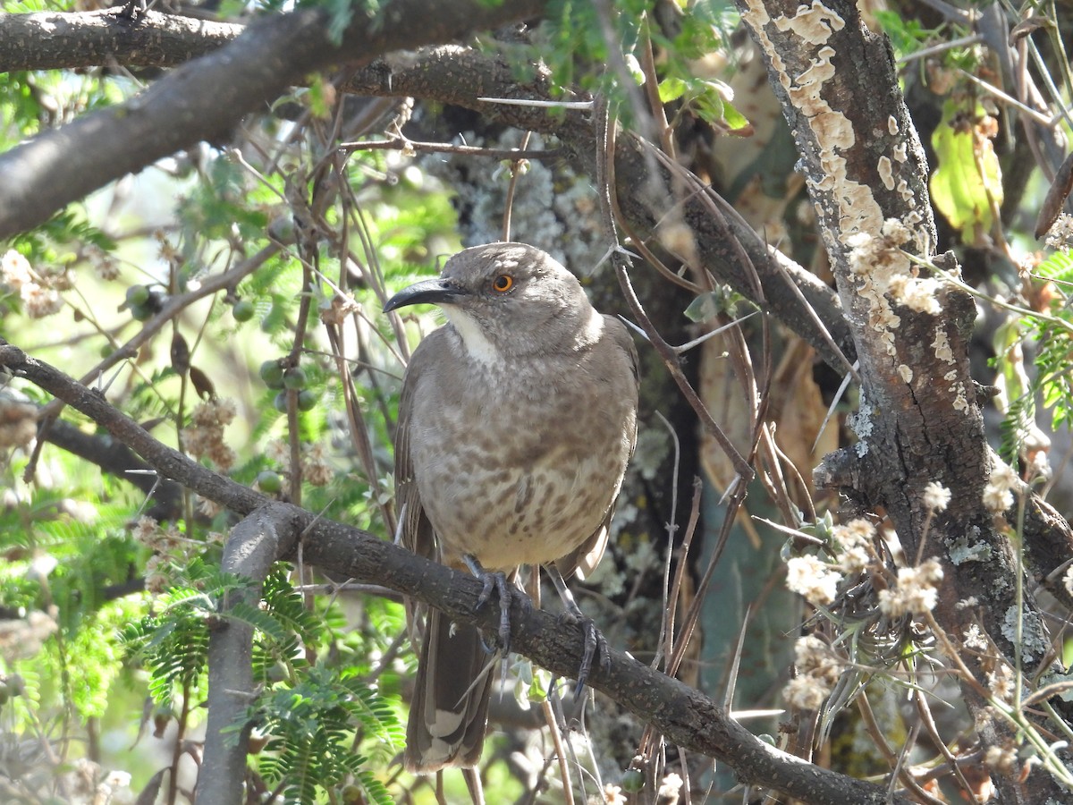 Тремблер бурий - ML647892156