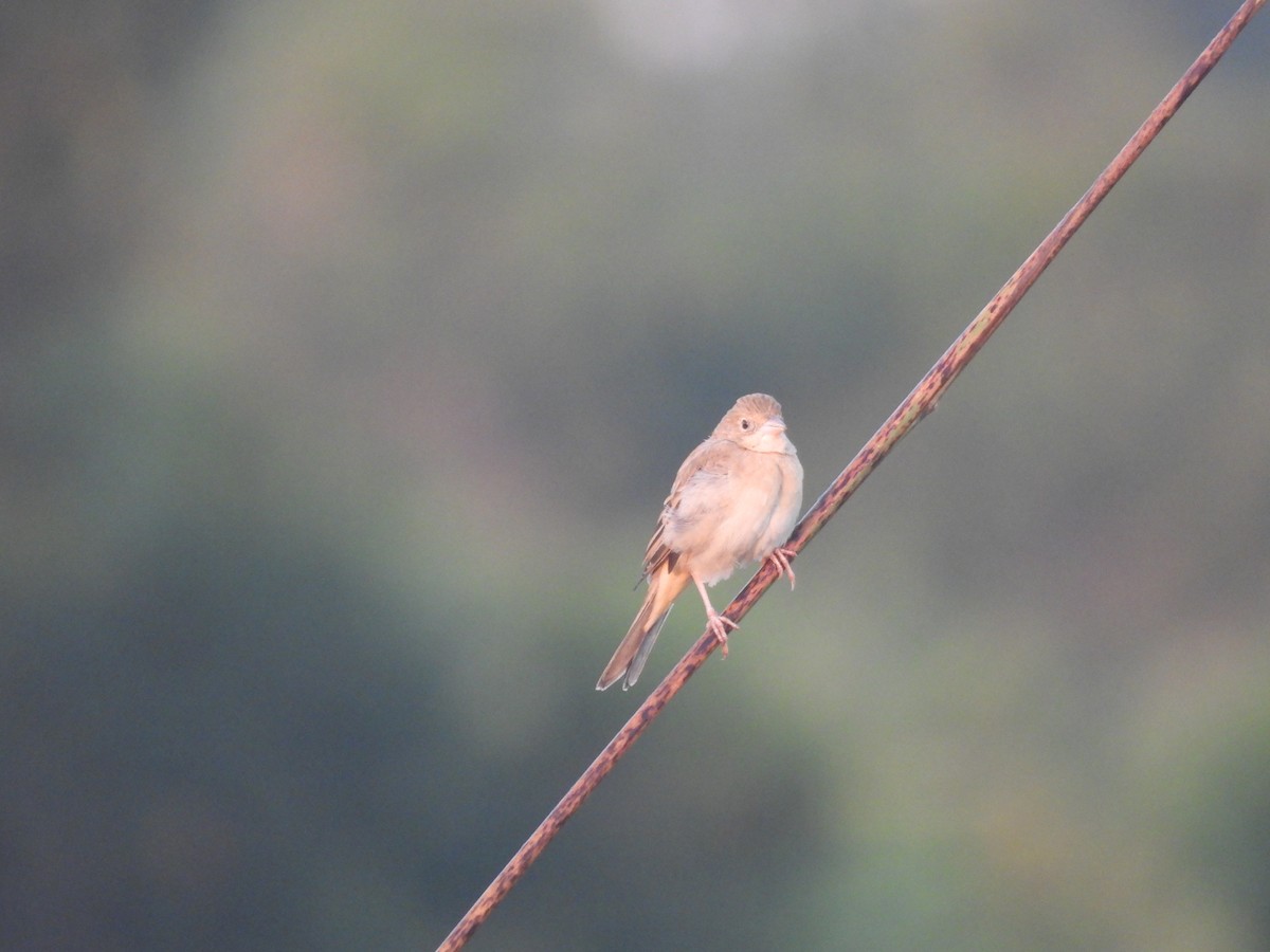 Вівсянка sp. - ML647892157