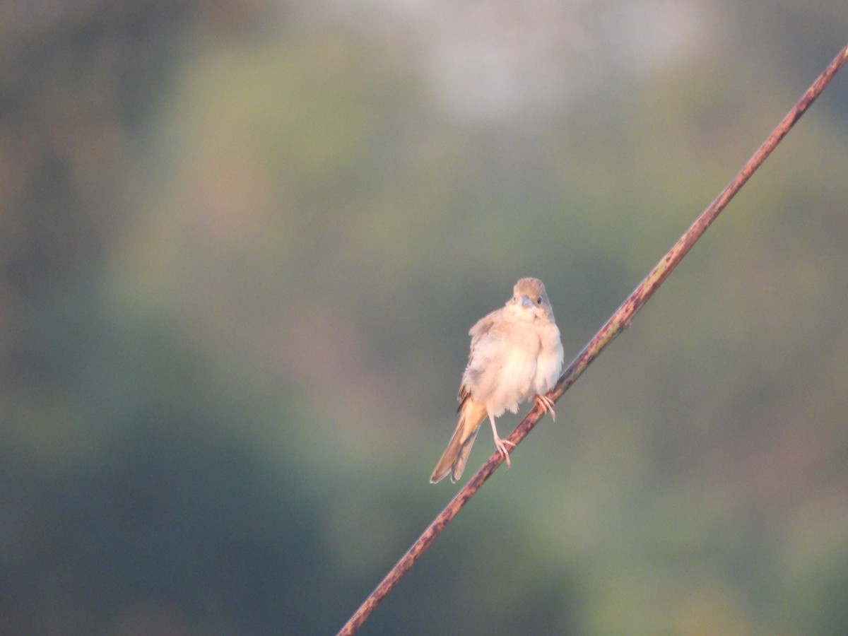 Вівсянка sp. - ML647892158