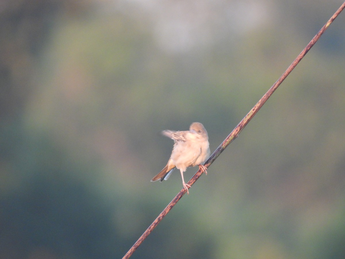 Вівсянка sp. - ML647892159